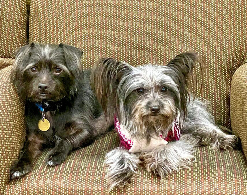 Shadow & Millie