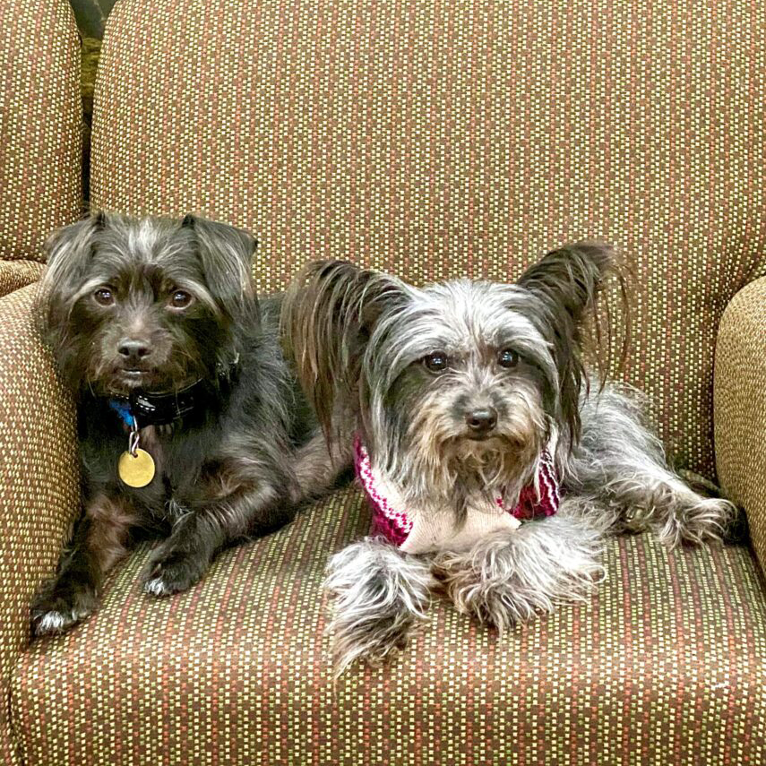 Shadow & Millie, Therapy rescue dogs for Beyond Healing Counseling.